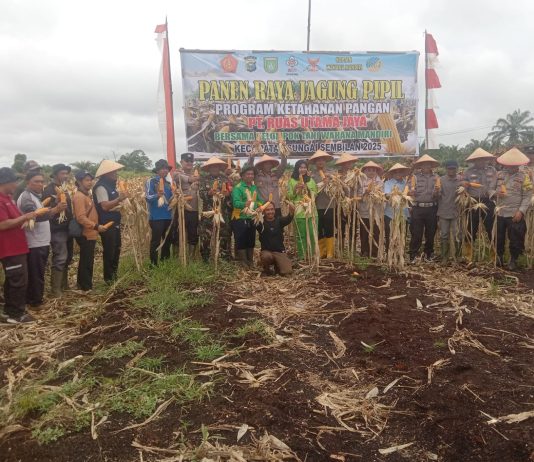 PANEN RAYA JAGUNG PIPIL WUJUD SINERGI KODIM 0320/DUMAI DUKUNG KETAHANAN PANGAN DI KECAMATAN SUNGAI SEMBILAN
