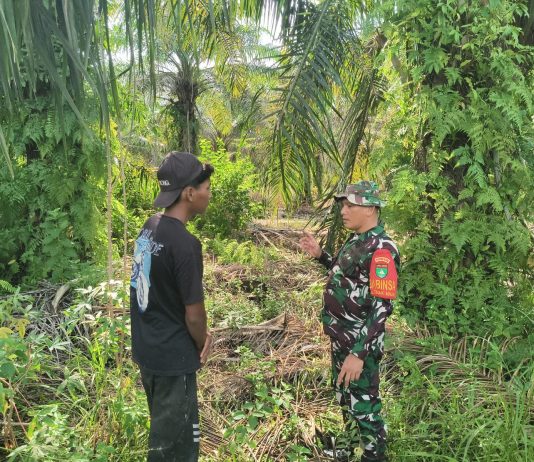 Babinsa Koramil 01/Dumai Intensifkan Patroli Pencegahan Karhutla Sekaligus Dampingi Budidaya Jeruk Nipis di Wilayah Dumai Selatan