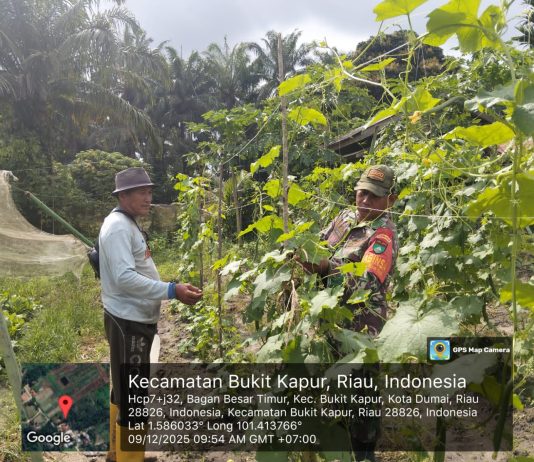 Babinsa Bagan Besar Timur Dampingi Petani Gambas untuk Perkuat Ketahanan Pangan di Bukit Kapur