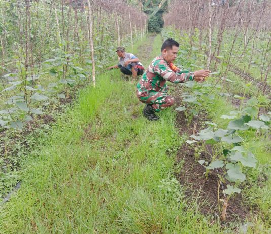 Babinsa Purnama Dampingi Petani Kembangkan Tanaman Kacang Panjang di Lahan Gambut Dumai Barat