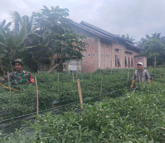 Babinsa Batu Teritip Laksanakan Pendampingan Pertanian Tanaman Cabai