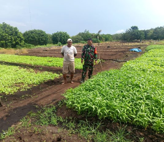 Babinsa Bulu Kasap Laksanakan Pendampingan Karya Nyata Tanaman Kangkung