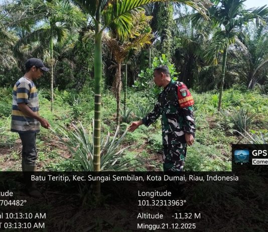Babinsa Batu Teritip Dampingi Karya Nyata Pertanian Nanas Warga
