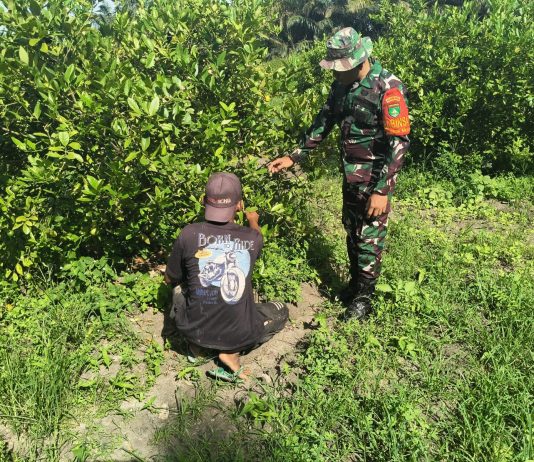 Babinsa Koramil 01/Dumai Dampingi Budidaya Jeruk Nipis Warga Dukung Ketahanan Pangan