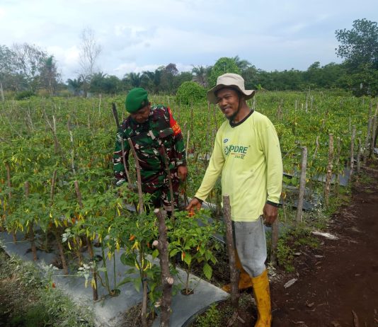Perkuat Ketahanan Pangan, Babinsa Bulu Kasap Dampingi Petani Cabai di Dumai Barat