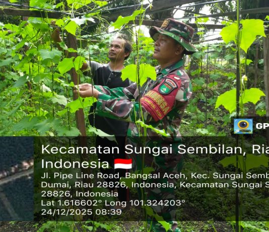 Babinsa Bangsal Aceh Laksanakan Patroli Karhutla dan Dampingi Karya Nyata Tanaman Gambas