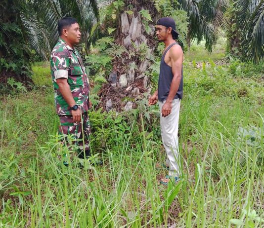 Cegah Karhutla, Babinsa Rimba Sekampung Laksanakan Patroli dan Pendampingan Pertanian