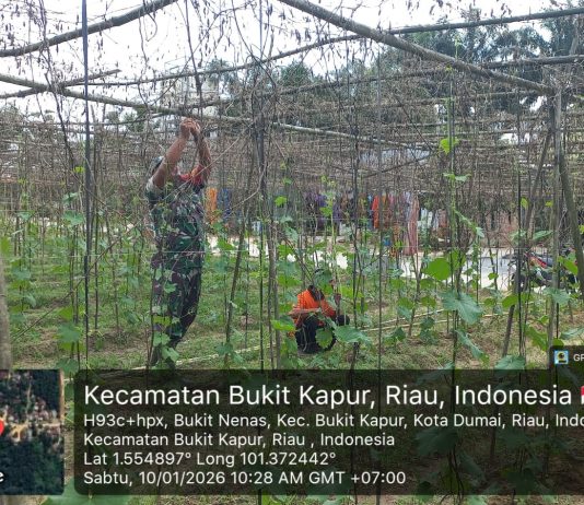 Dukung Swasembada Pangan, Babinsa Bukit Nenas Dampingi Petani Pare