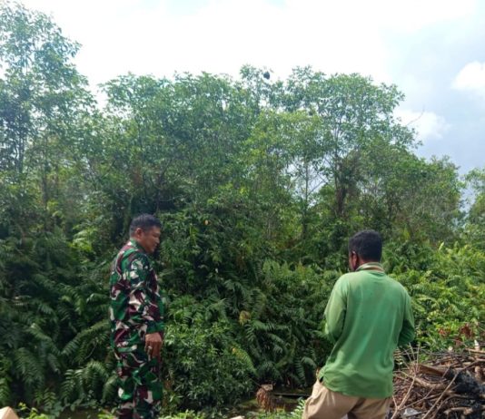 Babinsa Bulu Kasap Laksanakan Patroli Karhutla dan Pendampingan Pertanian di Dumai Barat