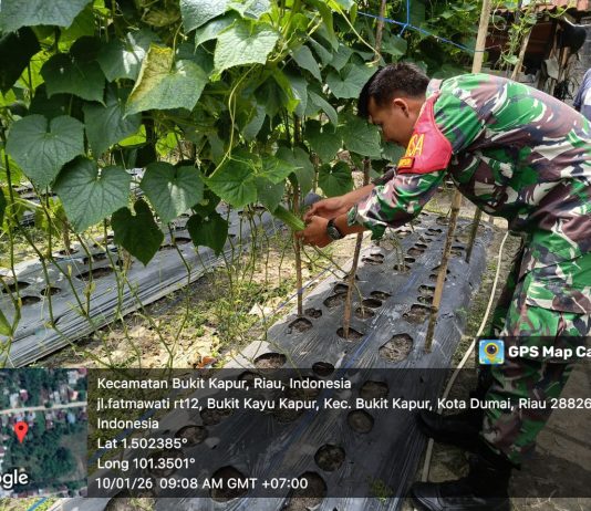 Babinsa Bukit Kayu Kapur Laksanakan Patroli Karhutla dan Pendampingan Karya Nyata