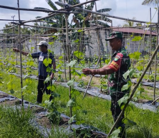 Babinsa Sungai Sembilan Dampingi Warga Kembangkan Tanaman Gambas