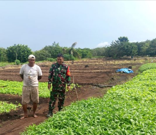 Babinsa Buluh Kasap Dampingi Karya Nyata Tanaman Kangkung dan Sosialisasi Karhutla