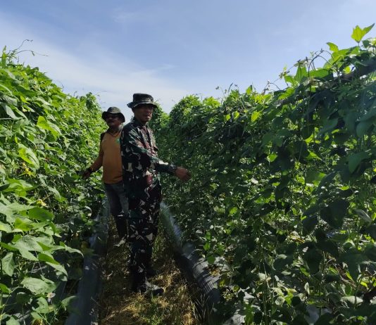 Babinsa Koramil 03/Sungai Sembilan Dampingi Warga Tanam Kacang Panjang di Batu Teritip