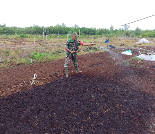 Babinsa Kelurahan Mundam Dampingi Warga Manfaatkan Lahan Pekarangan untuk Ketahanan Pangan