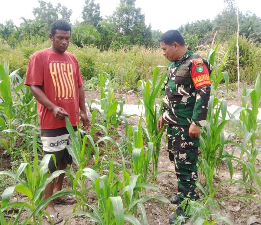 Babinsa Rimba Sekampung Laksanakan Patroli Karhutla, Sosialisasi Banjir, dan Dampingi Penanaman Jagung di Dumai Timur