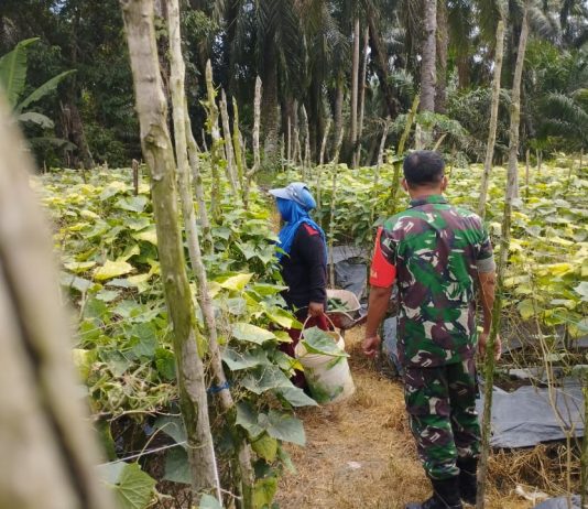 Babinsa Lubuk Gaung Dampingi Warga Budidaya Timun Dukung Swasembada Pangan