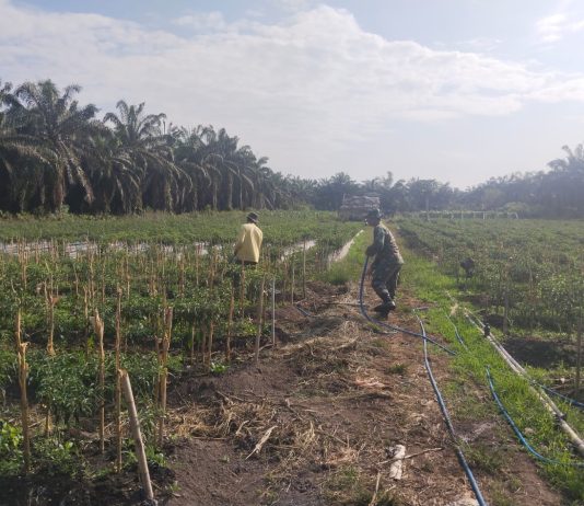 Babinsa Koramil 03/Sungai Sembilan Laksanakan Karya Nyata Dukung Ketahanan Pangan dan Pencegahan Karhutla