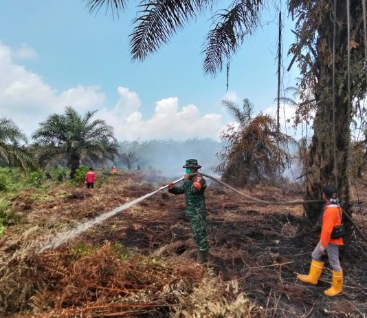 Hari Keempat Karhutla Lubuk Gaung, Babinsa Serma Tarmin Pimpin Pemadaman dan Pendinginan