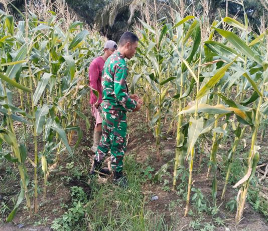 Babinsa Kodim 0320/Dumai Dampingi Warga Kelola Jagung Pipil Dukung Swasembada Pangan