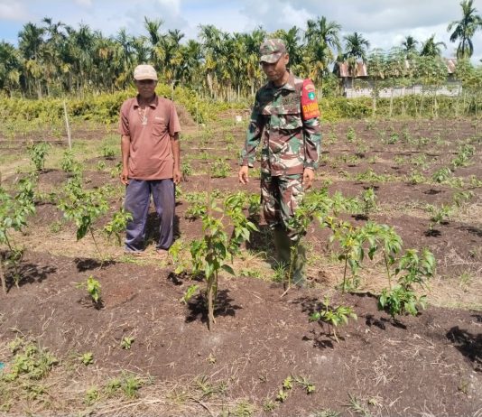 Babinsa Dampingi Petani Cabai, Perkuat Ketahanan Pangan di Sungai Sembilan