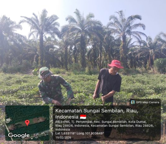 Babinsa Koramil 03/SS Dampingi Petani Cabe Merah dan Sosialisasikan Pencegahan Karhutla di Basilam Baru