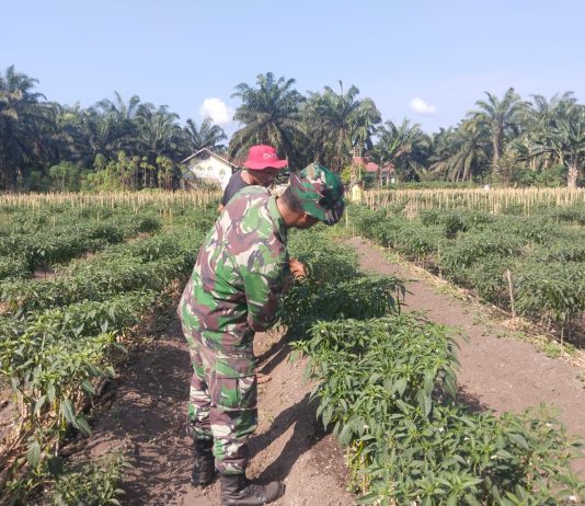Babinsa Koramil 03/Sungai Sembilan Dampingi Petani Cabe dan Sosialisasikan Pencegahan Karhutla