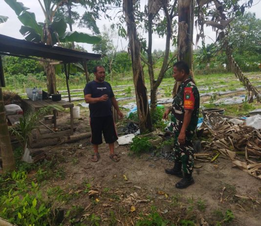 Babinsa Ratu Sima Dampingi Petani Cabe Rawit, Dukung Ketahanan Pangan dan Cegah Banjir