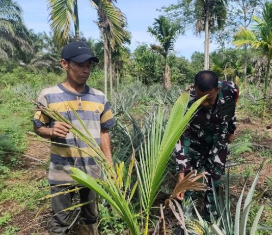 Babinsa Batu Teritip Dampingi Petani Nenas dan Sosialisasikan Pencegahan Karhutla