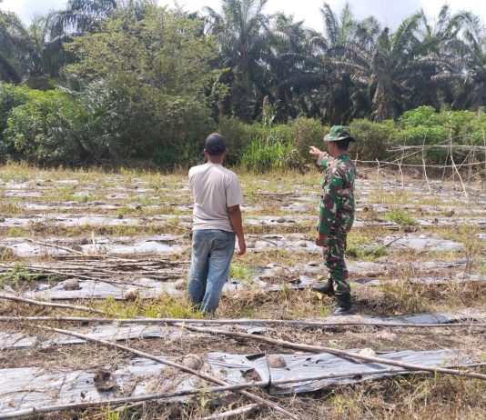 Patroli dan Sosialisasi Karhutla, Koramil 03/Sungai Sembilan Intensifkan Pengawasan Lahan Gambut