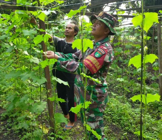 Babinsa Bangsal Aceh Dampingi Warga Kembangkan Tanaman Gambas