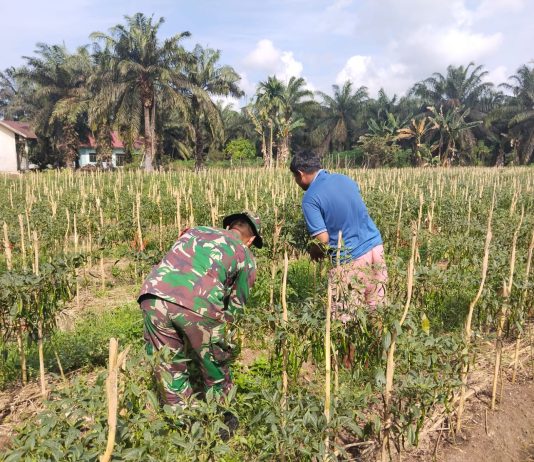 Babinsa Koramil 03/Sungai Sembilan Dampingi Warga Budidaya Cabai Merah di Basilam Baru