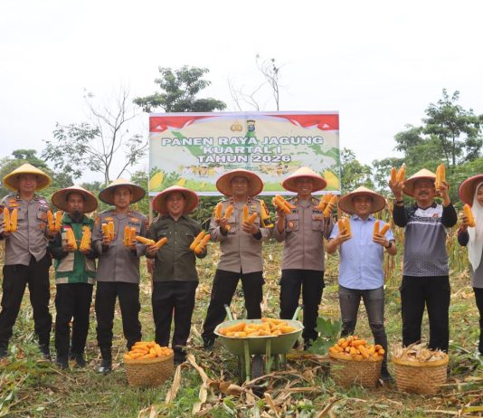 Wakapolres Dumai Bersama Kapolsek Bukit Kapur Laksanakan Panen Raya Jagung Dukung Program Ketahanan Pangan Nasional 2026