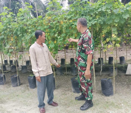 Babinsa Koramil 03/Sungai Sembilan Peltu Edeng K Laksanakan Pendampingan Pertanian Tanaman Pare di Lubuk Gaung