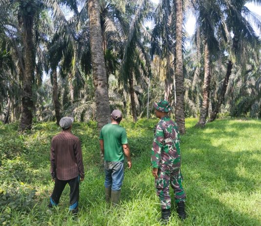 Babinsa Koramil 03/Sungai Sembilan Sertu Muh Ali Mustofa Laksanakan Patroli Karhutla dan Sosialisasi Pencegahan Kebakaran Lahan di Lubuk Gaung