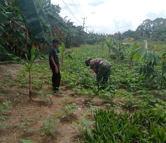 Babinsa Sungai Geniot Dampingi Petani Kedelai, Dorong Produktivitas dan Cegah Karhutla