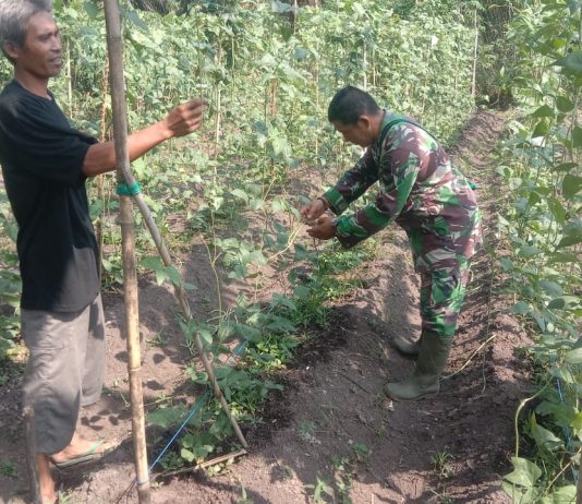 Babinsa Koramil 03/SS Tinjau Budidaya Kacang Panjang di Basilam Baru, Dorong Ketahanan Pangan Warga