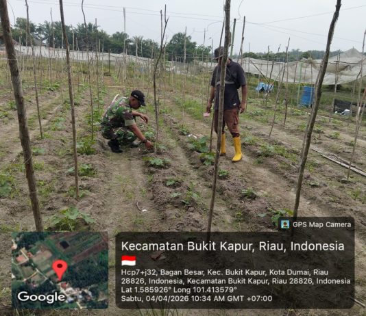 Babinsa Dampingi Petani Gambas di Bukit Kapur, Dukung Ketahanan Pangan Masyarakat