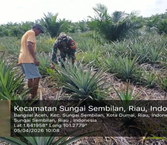 Babinsa Sungai Sembilan Dampingi Petani Nanas Sambil Sosialisasikan Pencegahan Karhutla