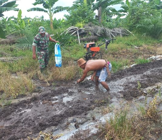 SERTU RONI SANDRA DAMPINGI PETANI SEMANGKA DI BUKIT NENAS, DUKUNG SWASEMBADA PANGAN