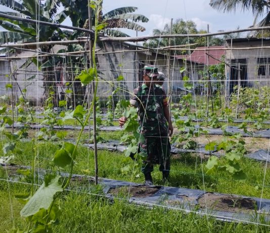 Babinsa Lubuk Gaung Dampingi Warga Kembangkan Tanaman Gambas Dukung Swasembada Pangan