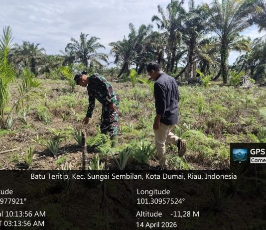 Dukung Ketahanan Pangan dan Cegah Karhutla, Babinsa Batu Teritip Dampingi Pengembangan Kebun Nenas Warga di Sungai Sembilan