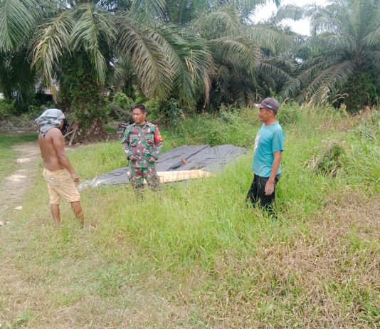 Babinsa Sungai Geniot Laksanakan Patroli Terpadu dan Sosialisasi Karhutla di Lahan Rawan