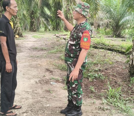 Babinsa Koramil 01/Dumai Aktif Patroli Karhutla dan Dampingi Warga Kelola Lahan Pertanian