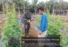 Babinsa Koramil 02/Bukit Kapur Dampingi Warga Kelola Lahan Mentimun Dukung Ketahanan Pangan