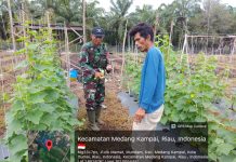 Babinsa Koramil 02/Bukit Kapur Dampingi Warga Kelola Lahan Mentimun Dukung Ketahanan Pangan