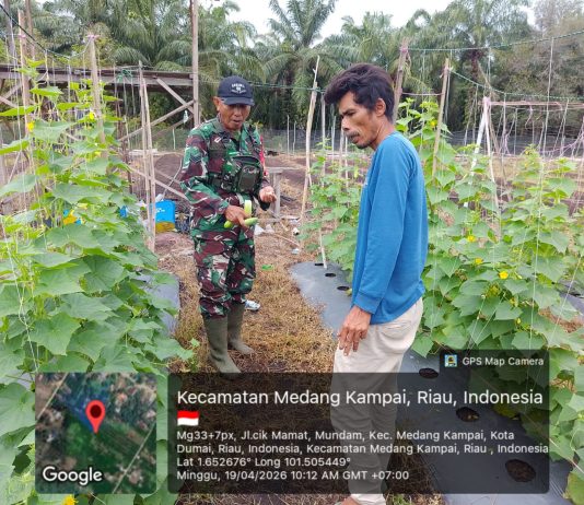 Babinsa Koramil 02/Bukit Kapur Dampingi Warga Kelola Lahan Mentimun Dukung Ketahanan Pangan