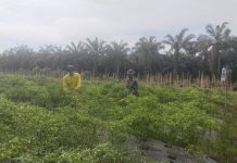 Babinsa Koramil 03/Sungai Sembilan Dorong Ketahanan Pangan dan Cegah Karhutla Lewat Pendampingan Warga