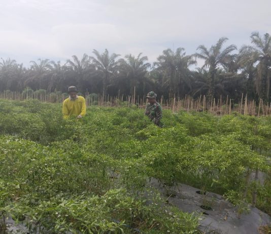 Babinsa Koramil 03/Sungai Sembilan Dorong Ketahanan Pangan dan Cegah Karhutla Lewat Pendampingan Warga