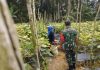 Babinsa Lubuk Gaung Dampingi Warga Kelola Tanaman Timun, Dukung Ketahanan Pangan di Sungai Sembilan
