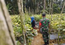 Babinsa Lubuk Gaung Dampingi Warga Kelola Tanaman Timun, Dukung Ketahanan Pangan di Sungai Sembilan